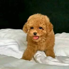 maltipoo puppies available 