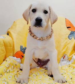 Labrador