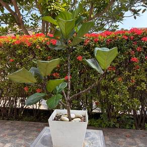 （Fiddle Leaf Fig，Ficus lyrata）