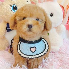 Poodle Toy