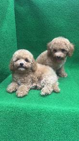 Pure Breed Toy Poodle (2 Male) 纯种玩具贵宾 泰迪