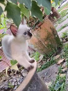 4 Kittens for free adoptions in Kajang
