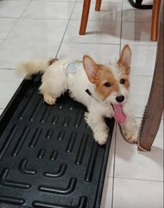 Playful & Active Jack Russell Terrier