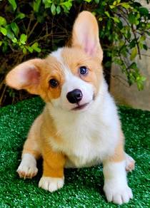 CORGI PUPPIES C158  Available  Male & Female