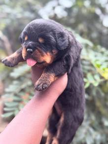 rottweiler e