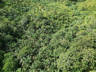 Agricultural Land in Sungai Siput, PRK