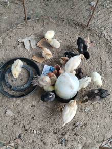 Anak Ayam Bulu Balik