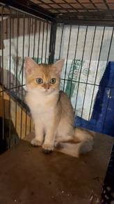 British Shorthair 