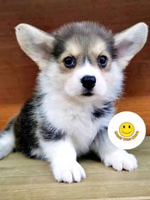 Hss-2556 Tri color Welsh Corgi pretty puppies dog