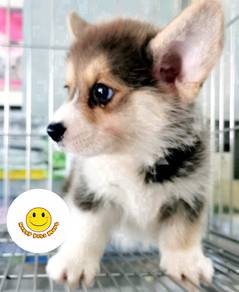 HSSG_W12D2 Welsh Corgi tri color double coated