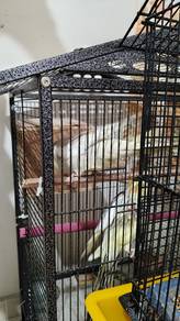 Sepasang Burung Cockateil
