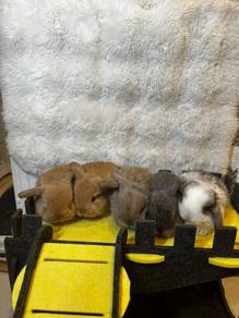 Holland lop rabbits