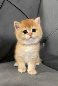 British Short Hair Golden