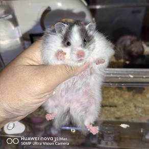 Hamster Syirian Dominant Spot Black Female