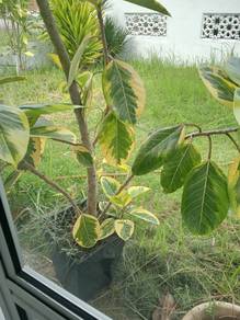 pokok punding besar 