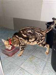 Kucing Bengal