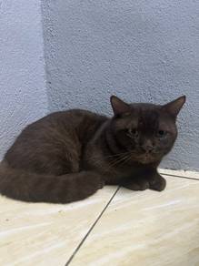 BSH Male Munchkin for Rehome