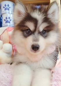 Husky