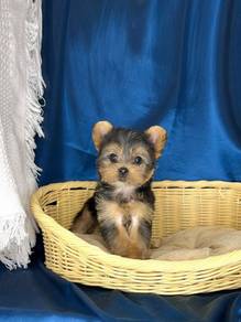 Yorkie - Steel Blue Tan (Male)