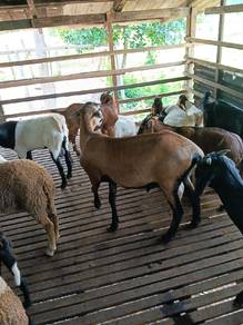kambing biri biri tapi kurang bulu BB. 