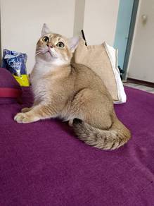 Golden British Shorthair Ny25