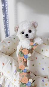 -Teacup Bichon -Girl 