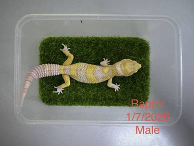 Gekco【Raptor】