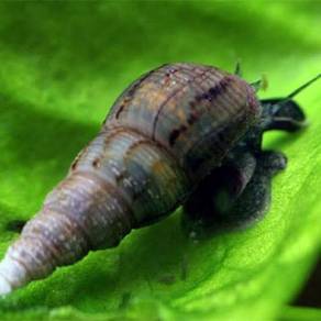 Malaysian Trumpet Snails