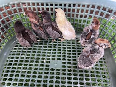 anak ayam Arab , Arab chicks