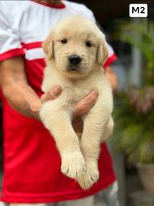 Golden puppies14