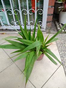 Orkid Pinang