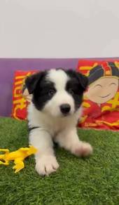 Border collie chocolate MKA microchip