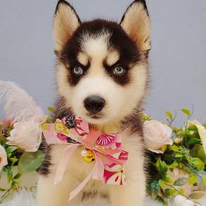 Husky