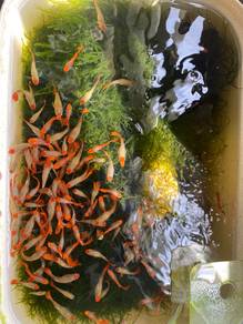 Guppy Koi Mata Hitam Ikan Fish Aquarium Aquascape