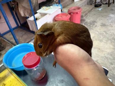 Guinea Pig American 