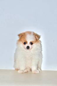 D38 Cute Pomeranian Dog