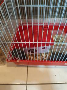 2 Hamsters