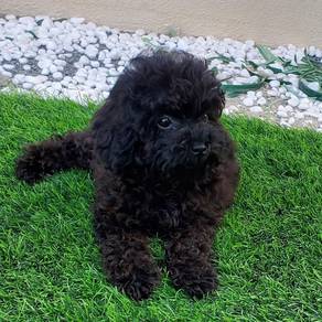 poodle 