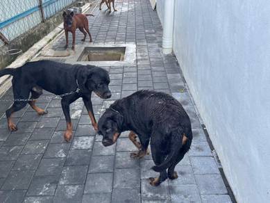 Rottweiler dog