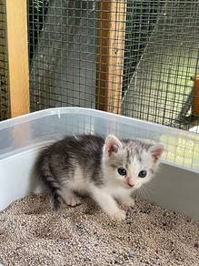 Bengal Mix Dlh