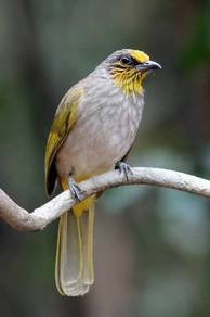 Burung ekir