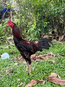 Ayam baka baik Batang kaki 