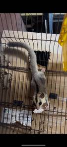 sugar glider