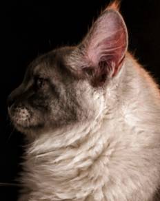 Q9 Maine Coon