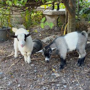 Pygmy Goat 