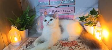 Kucing Comel