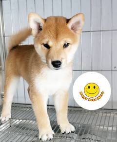 MM1000 Shiba Inu puppies