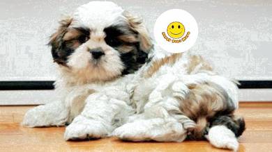 SSG_200223 pretty pet Shih Tzu puppies