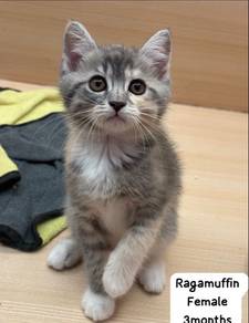 Ragamuffin Cat for sale