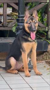 German Shefered female 6 Month Vacinated